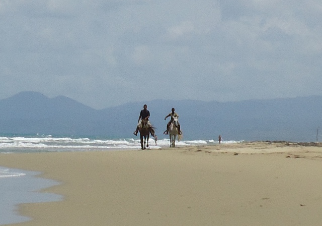 Horses running down the beach in Cabarete, pretty mountains in the background