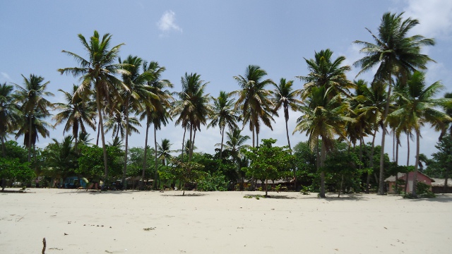 Pretty palm trees lining beach
