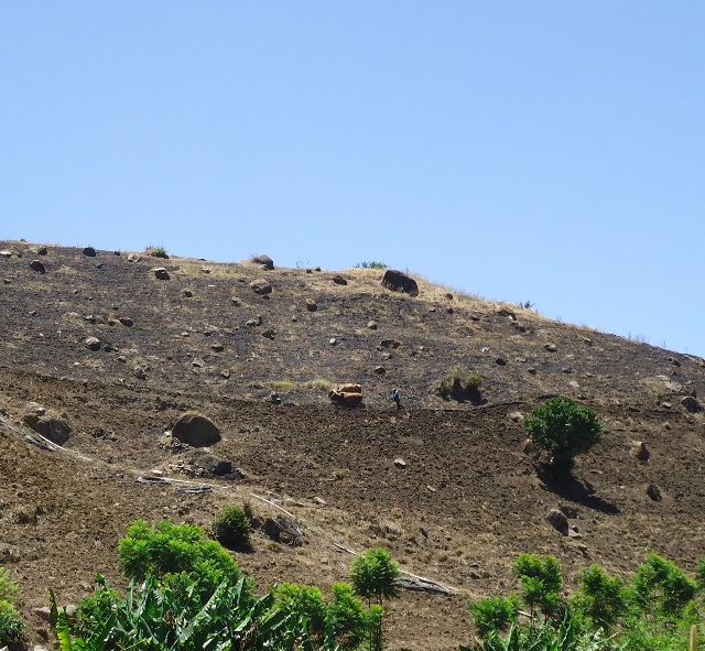 It was neat to watch this man working his oxen on a very step hill...see him there in the middle?
