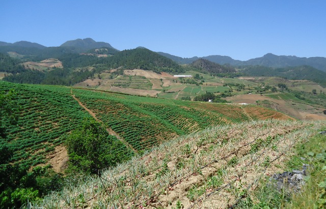 Pretty hillside in Constanza...look at all of the veggies growing...mmm..getting hungry just looking at all of them!