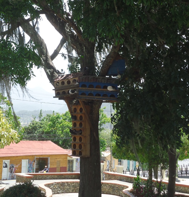 Pigeon condos, Parque Central, downtown Constanza.