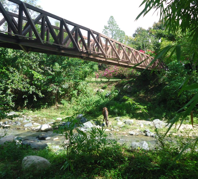 Horse drinking from the river below the bridge.