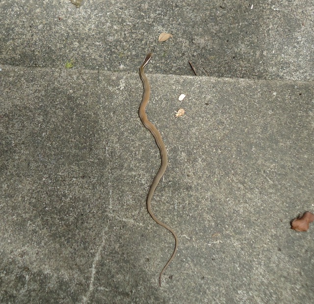 Baby snake that we saw at top of mountain...not sure what kind.