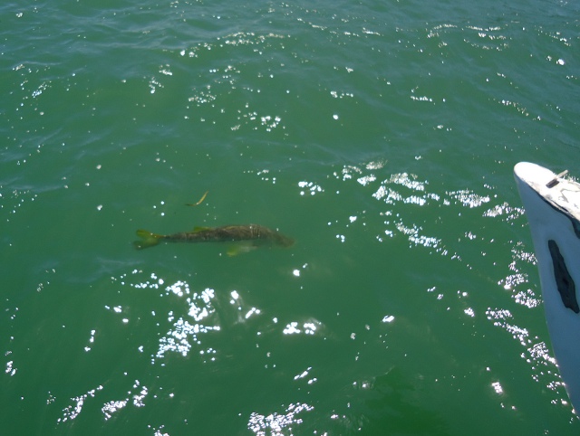 I'm not sure what kind of fish this is but it sway around our boat one day when Brian was making repairs. If anyone else would have seen him I'm sure that he would have ended up on their dinner plate!