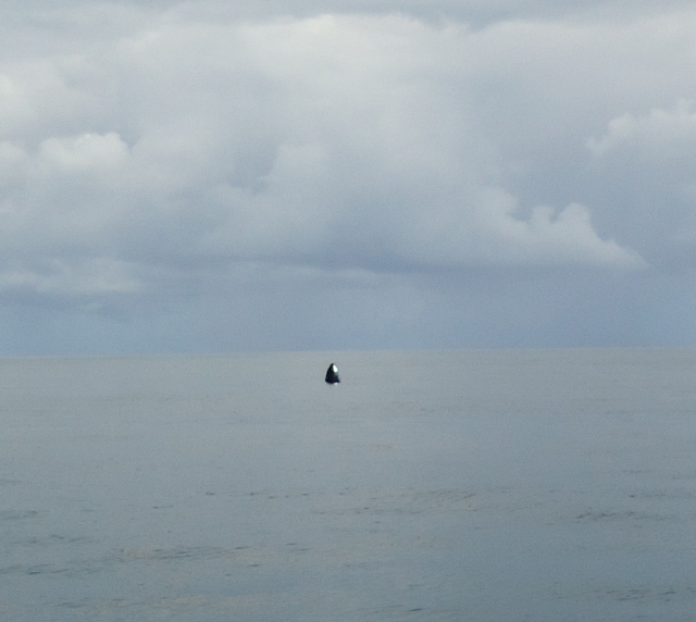 Very hard to tell what this black dot is but it was a humpback whale that we saw as we sailed to Anegada...wow!! We figured that it was sleeping. We kept our distance as not to disturb it. It would float with the peak of it's snout up in the air and then dive down about every 10 minutes or so and come up for a breath. No cool tail shot for us but it was still awesome seeing this magnificent creature!