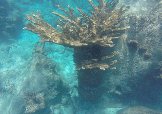 DCIM100GOPRO